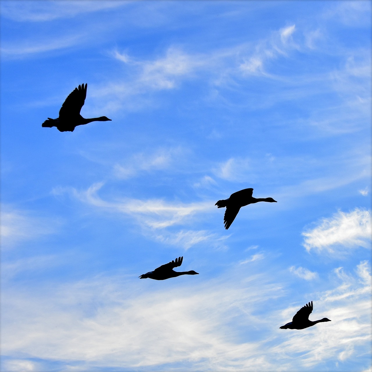 geese air birds free photo