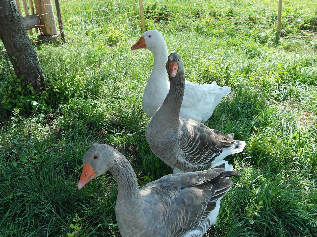 geese birds animals free photo