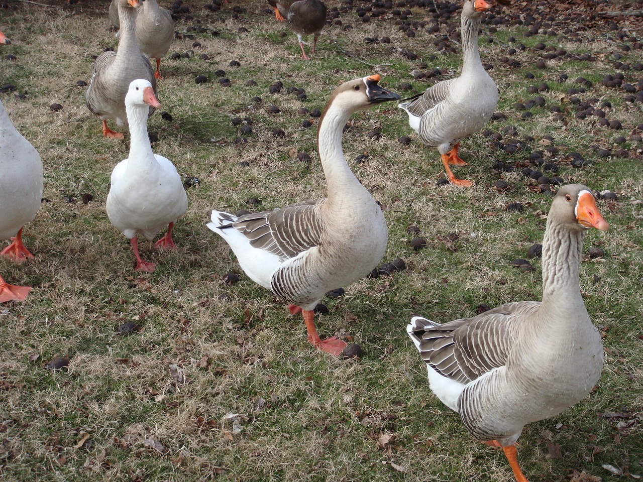 geese ducks nature free photo
