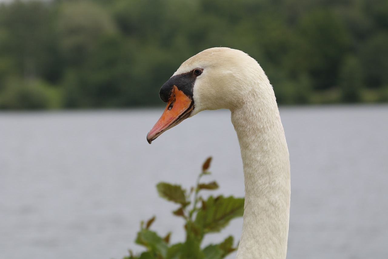 swan head white free photo