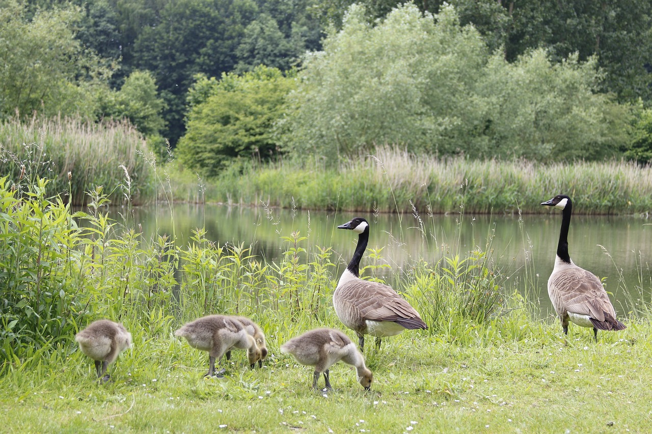 canada goose geese farm free photo