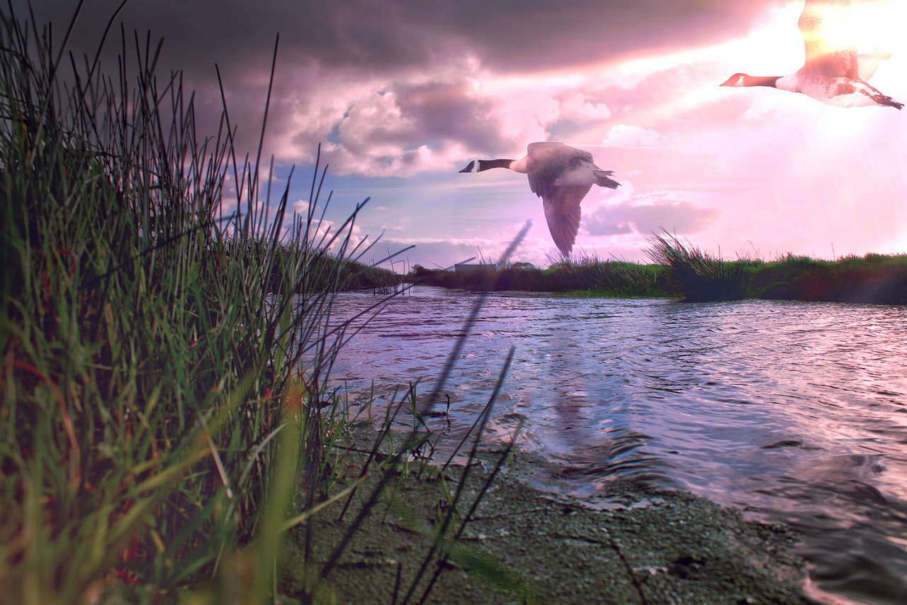 geese wildfowl marshes free photo