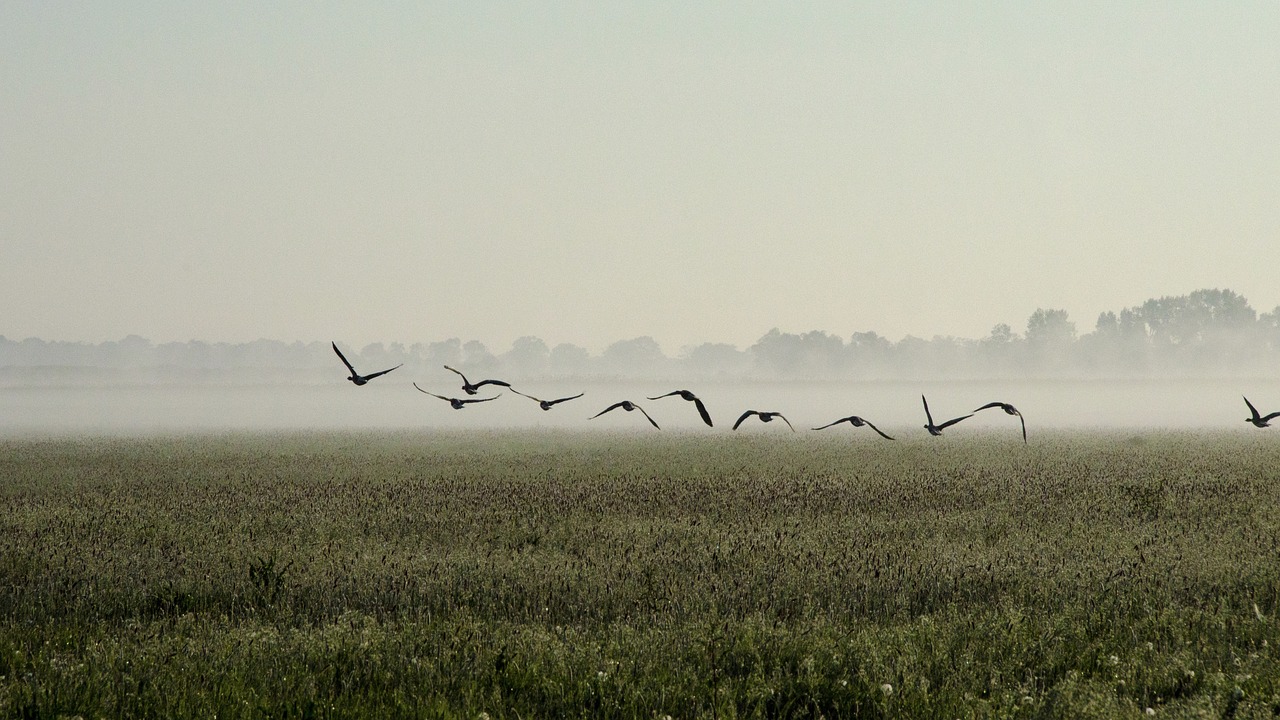 geese morning fog free photo