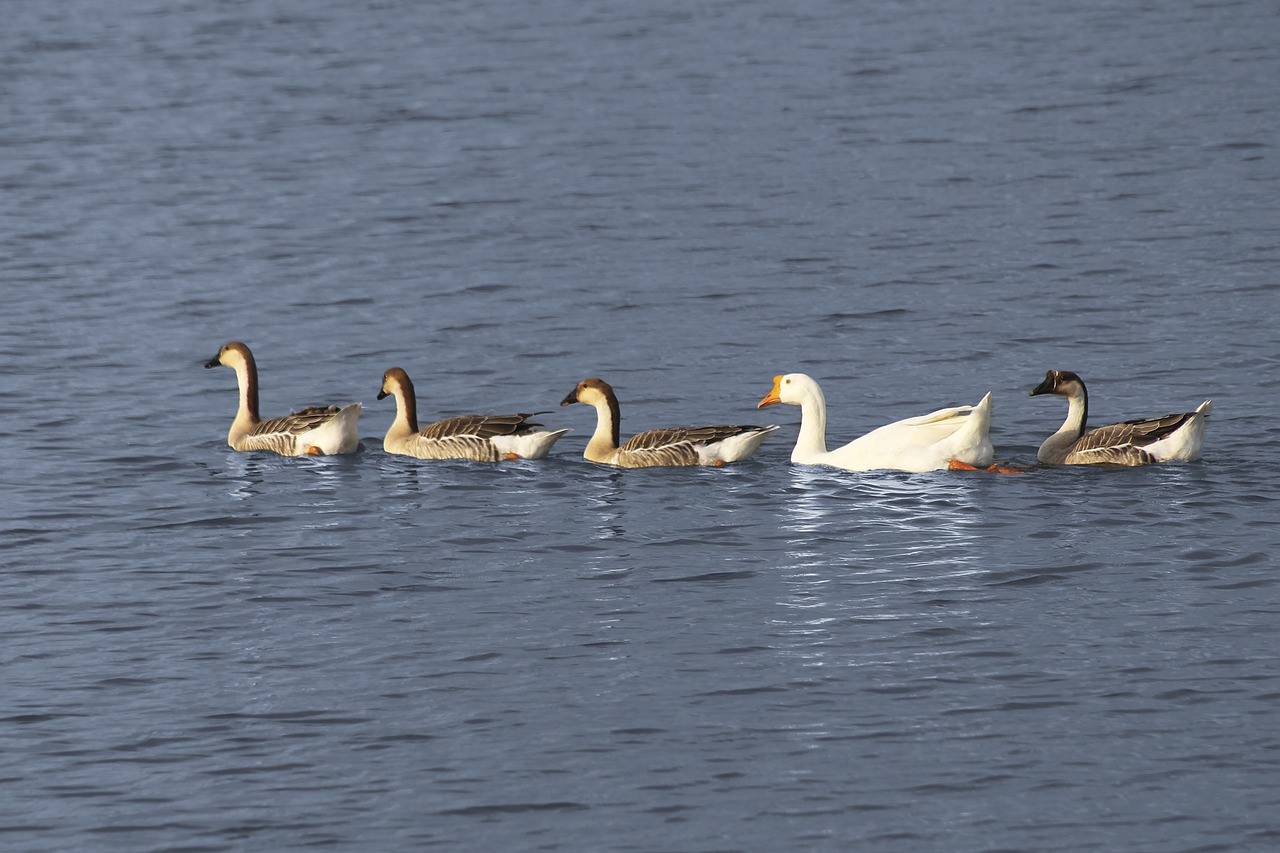 geese swimming ocean free photo