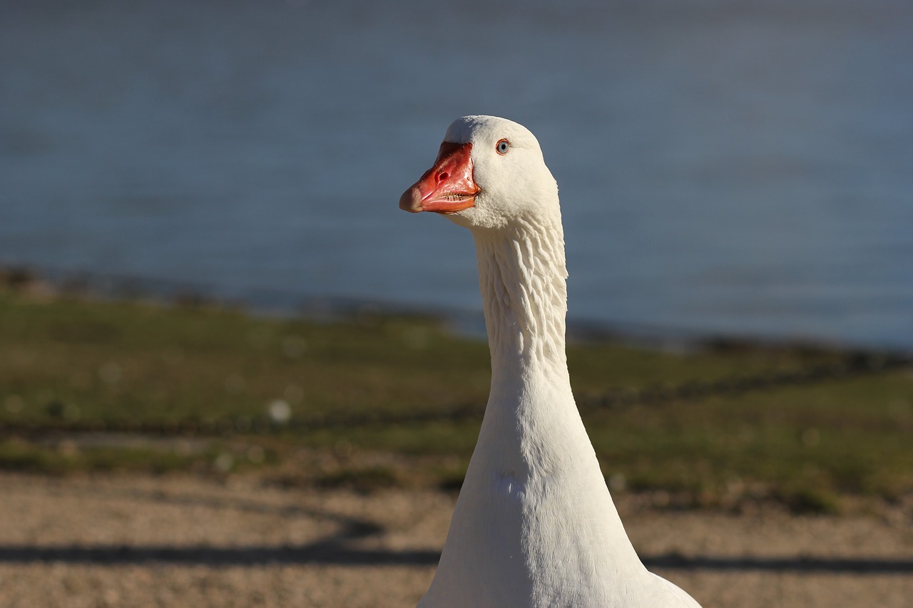 geese ave animals free photo