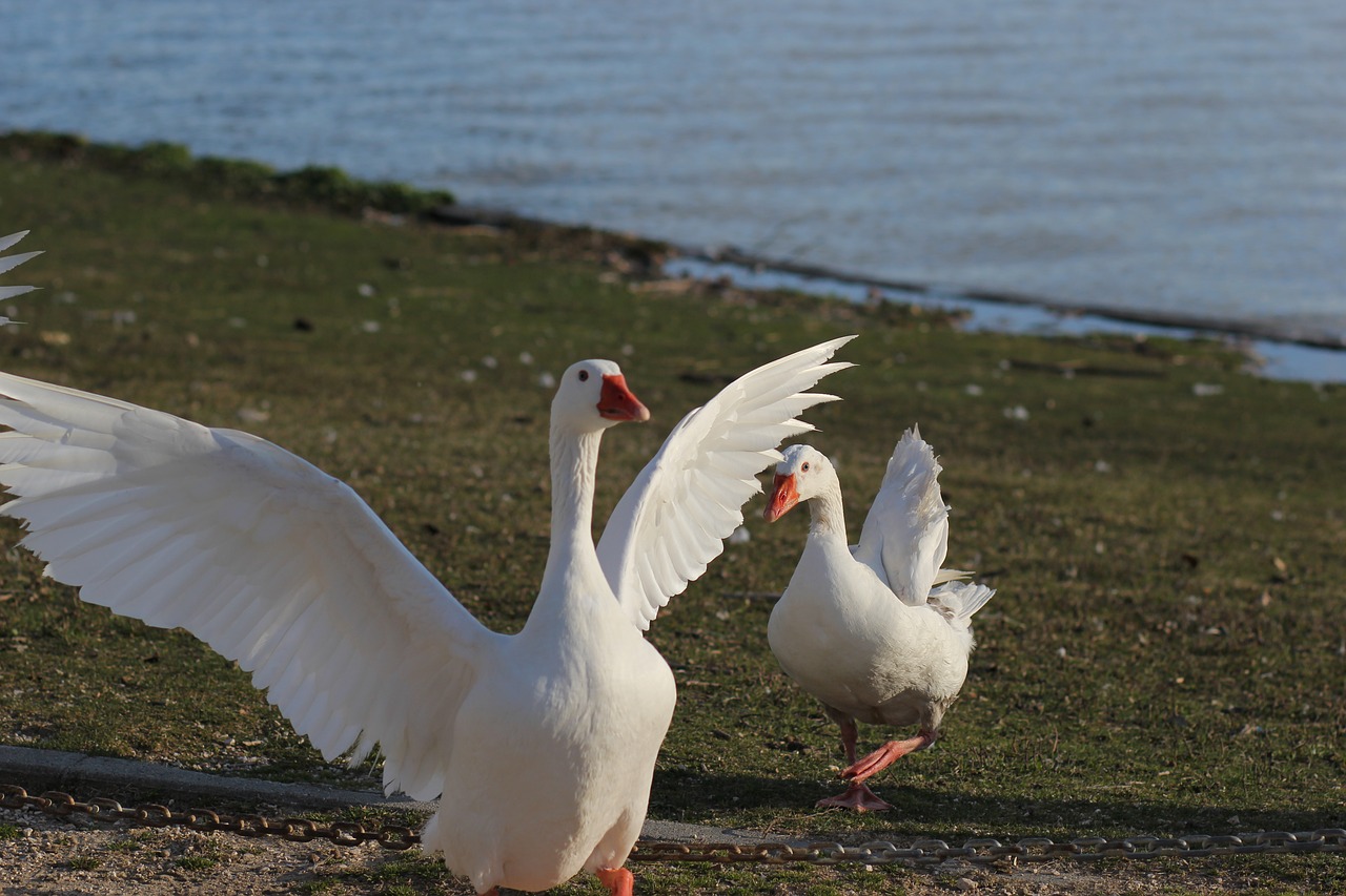 geese ave animals free photo