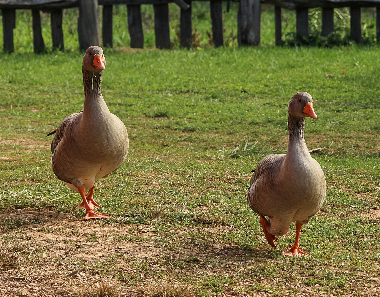 geese birds goose free photo