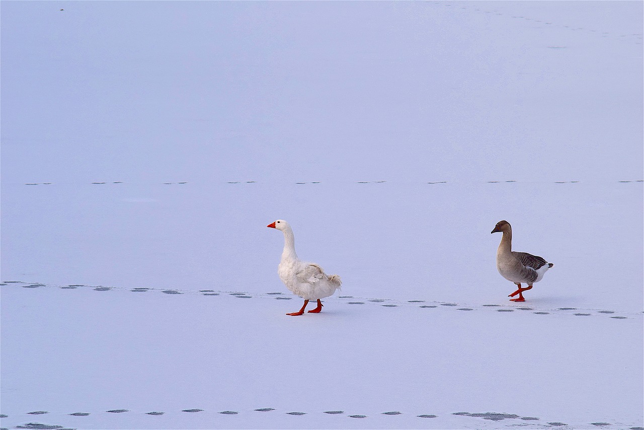 geese snow ice free photo