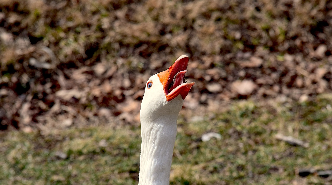 geese honking sunny free photo