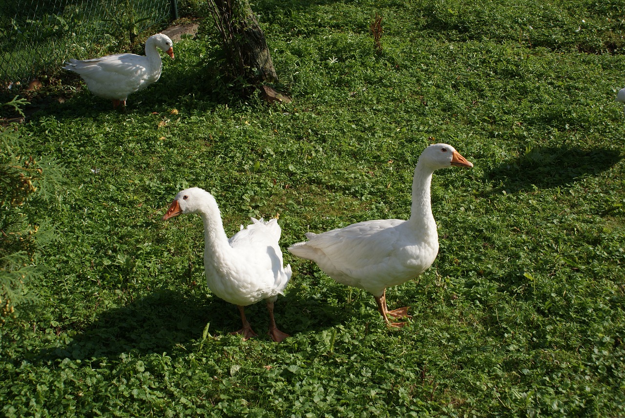 geese poland village animals free photo