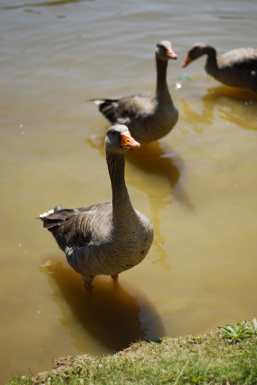 geese water pond free photo