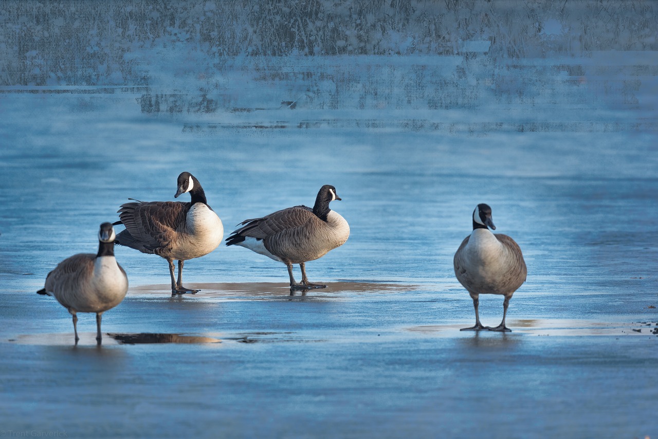 geese ice park free photo