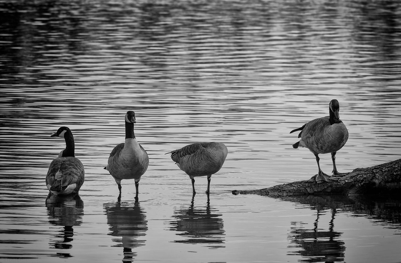 geese water nature free photo