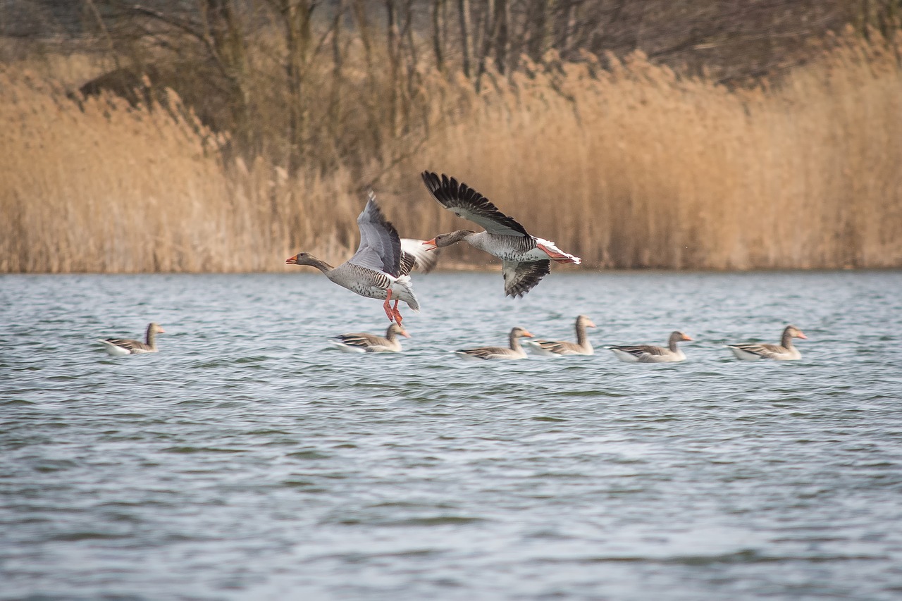 geese greylag goose lake free photo