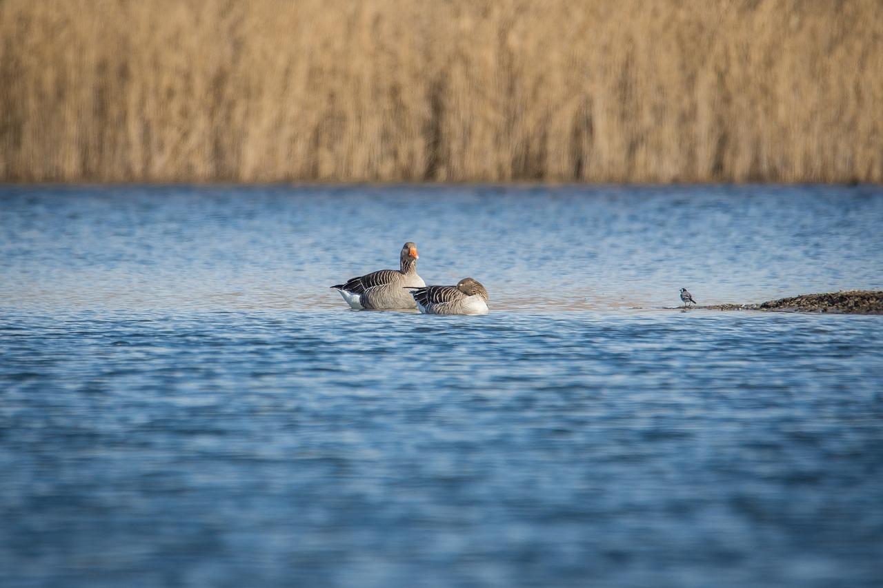 geese greylag goose goose free photo