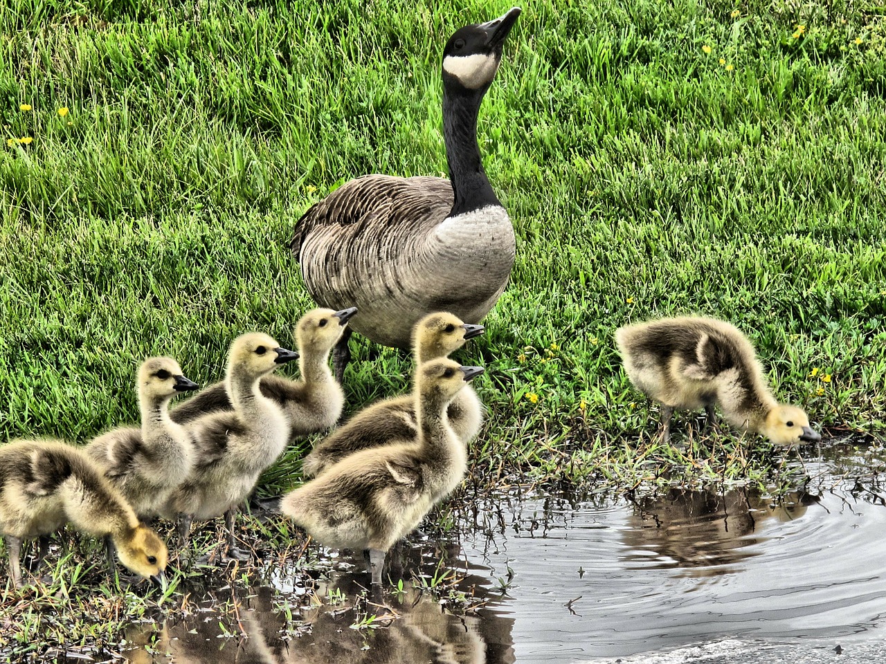 geese goose water free photo