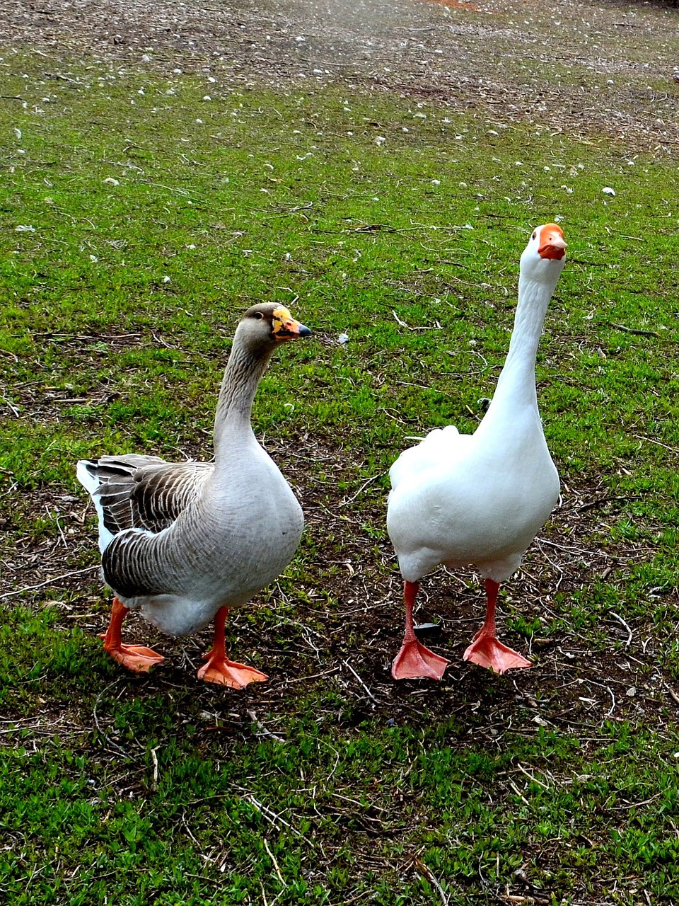 geese goose bird free photo