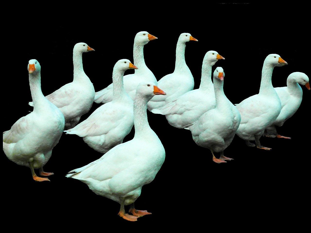 geese poultry white free photo