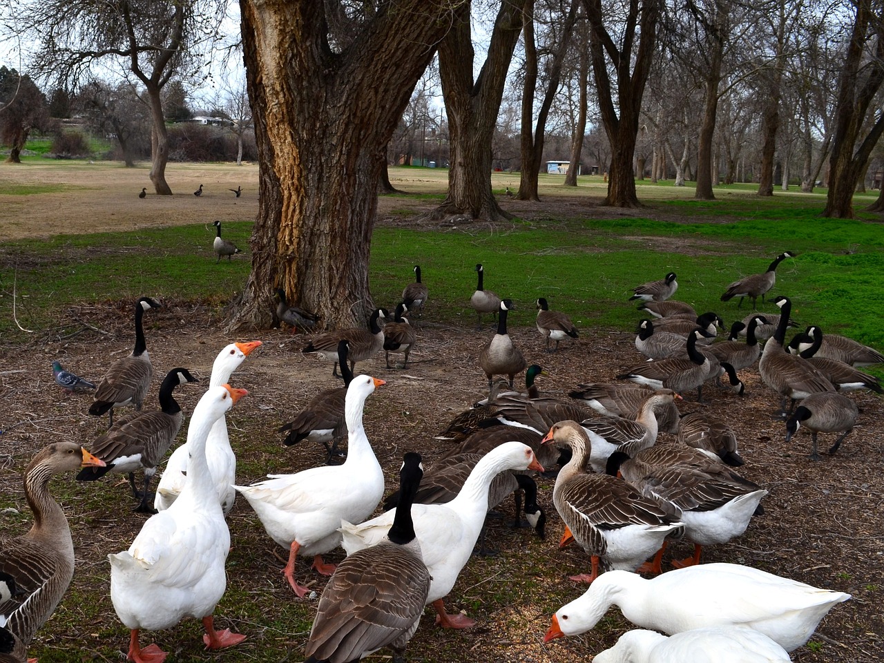 geese park bird free photo