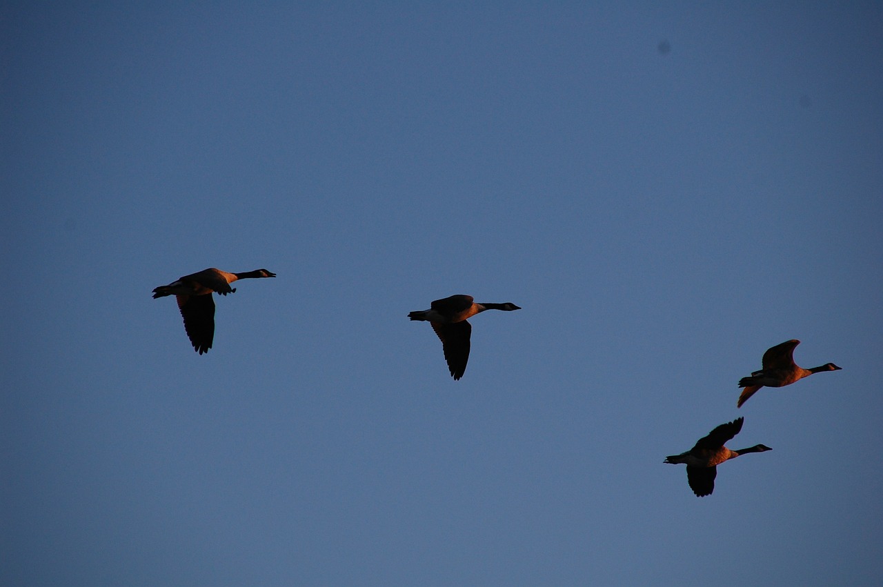 geese flying sky free photo