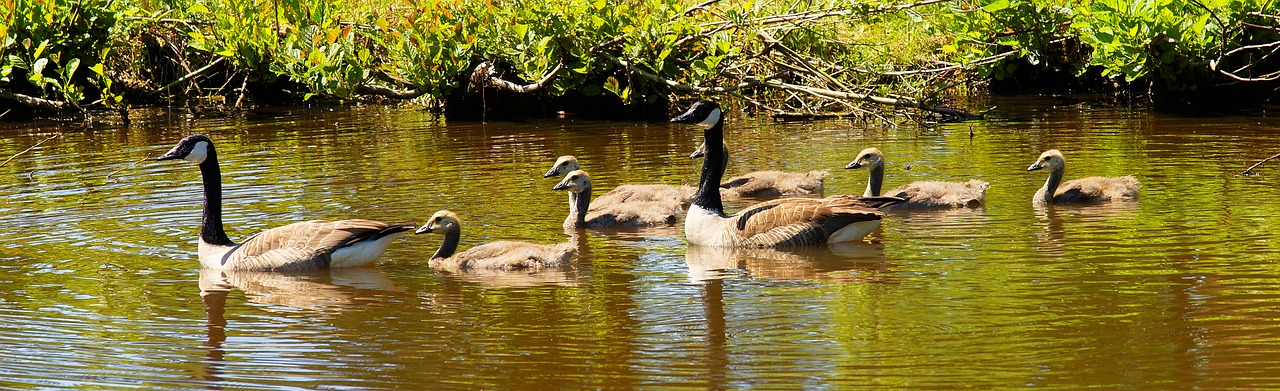 geese canada geese family free photo