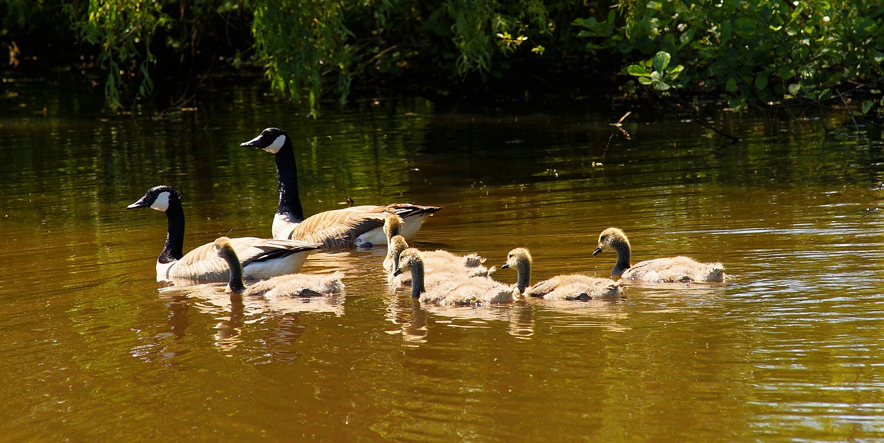 geese canada geese family free photo