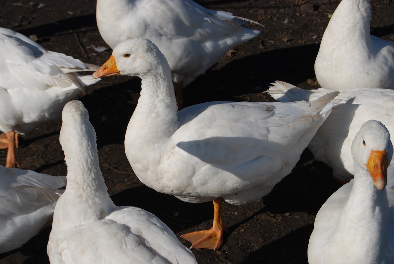 geese nature goose free photo