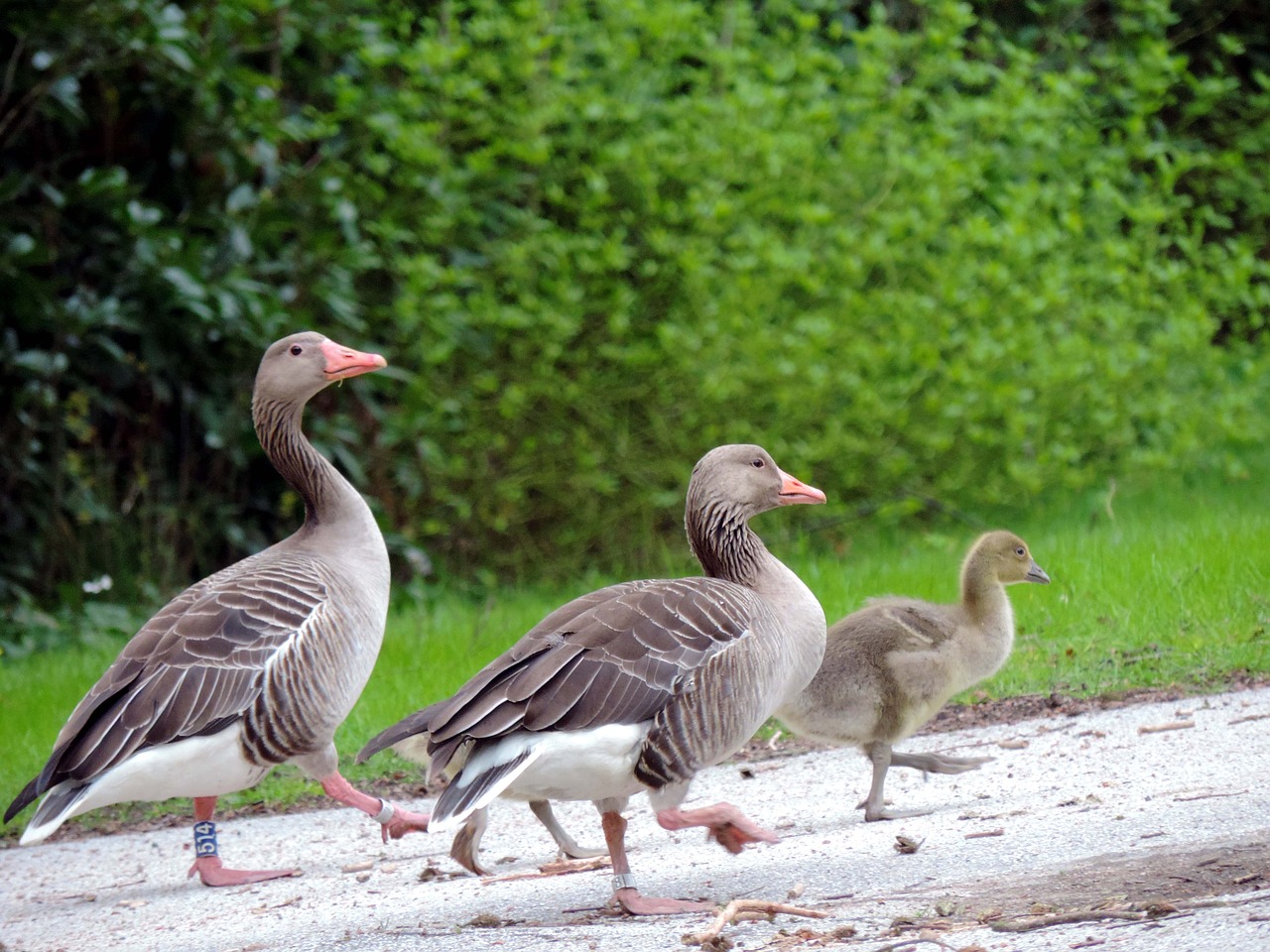 geese grey geese family free photo