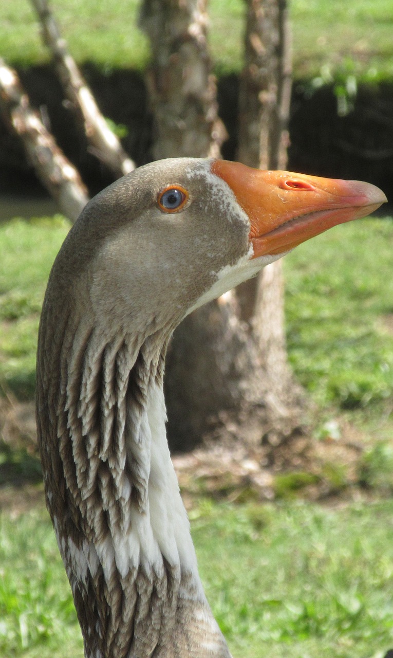 geese male bird free photo