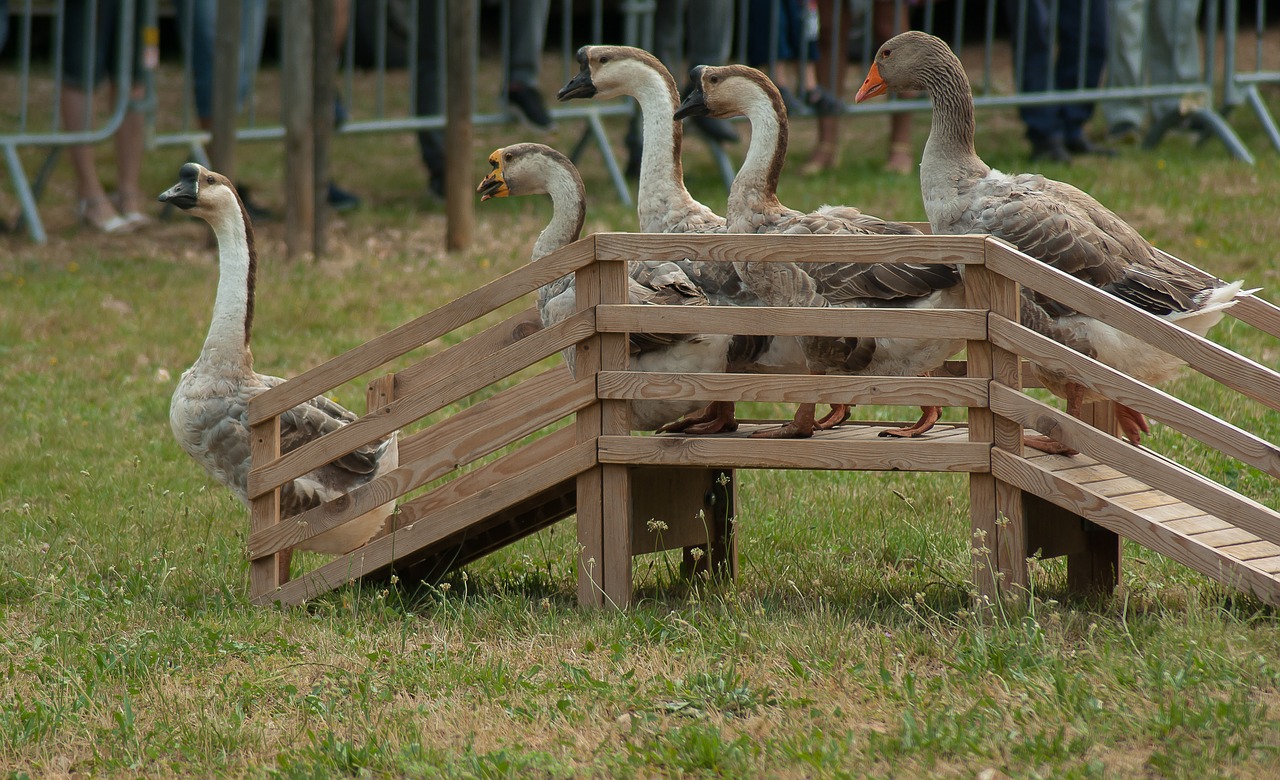 geese poultry backyard free photo