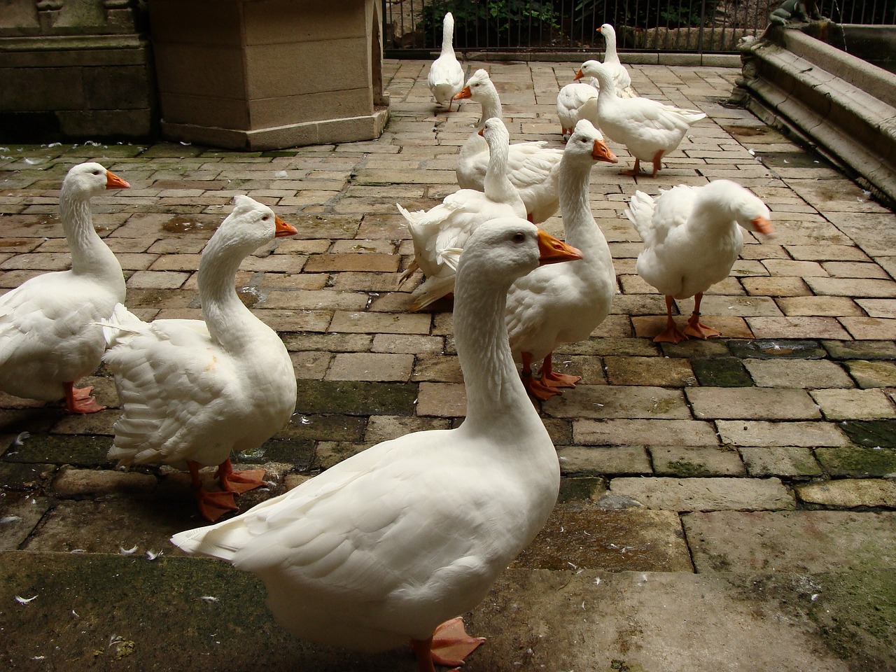 geese animal stone free photo