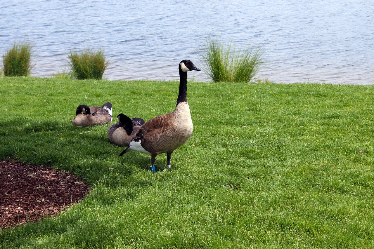 geese pond summer free photo