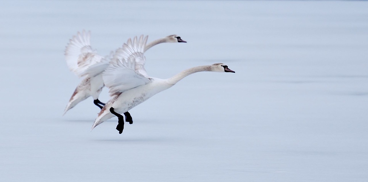 geese flight ice free photo