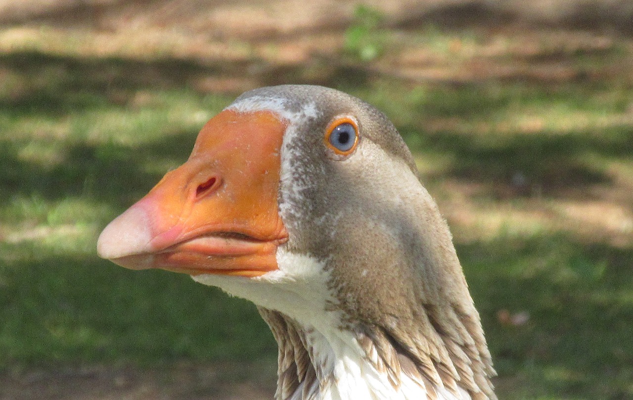 geese birds animal free photo