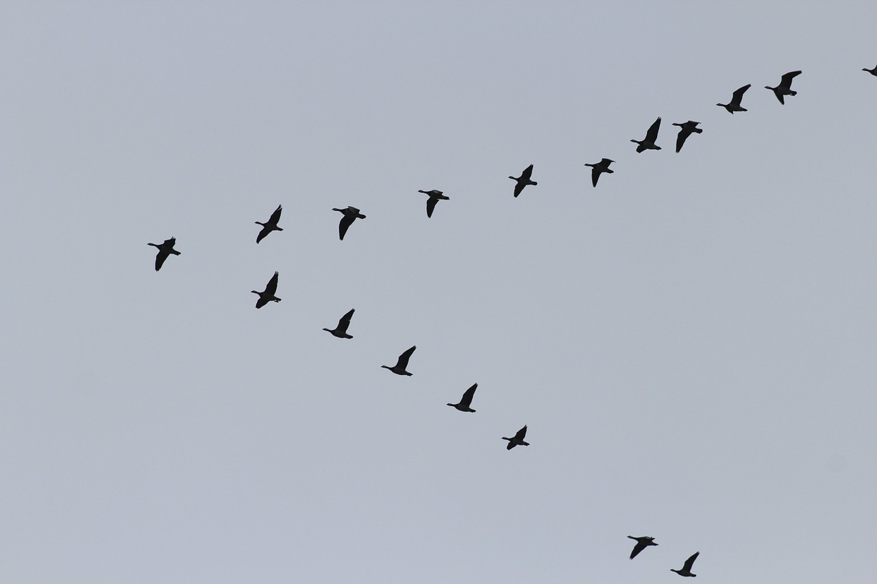 geese migratory birds swarm free photo