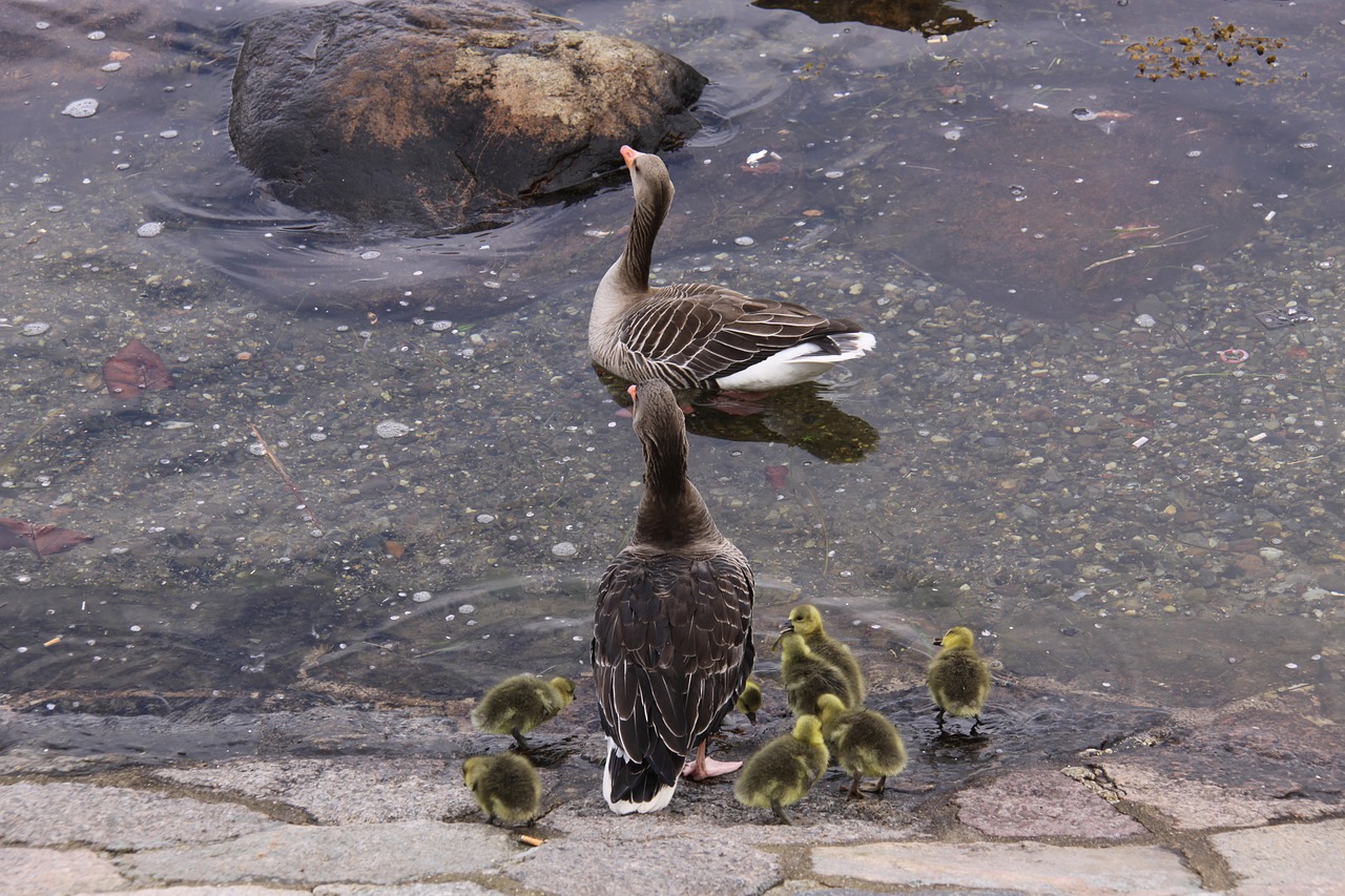 geese gosling's family free photo