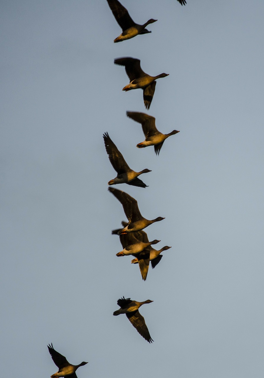 geese migratory birds fly free photo