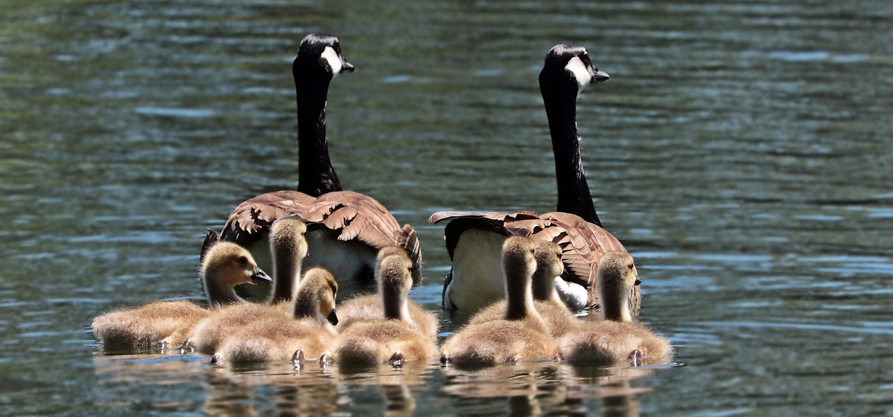 geese goose family family free photo