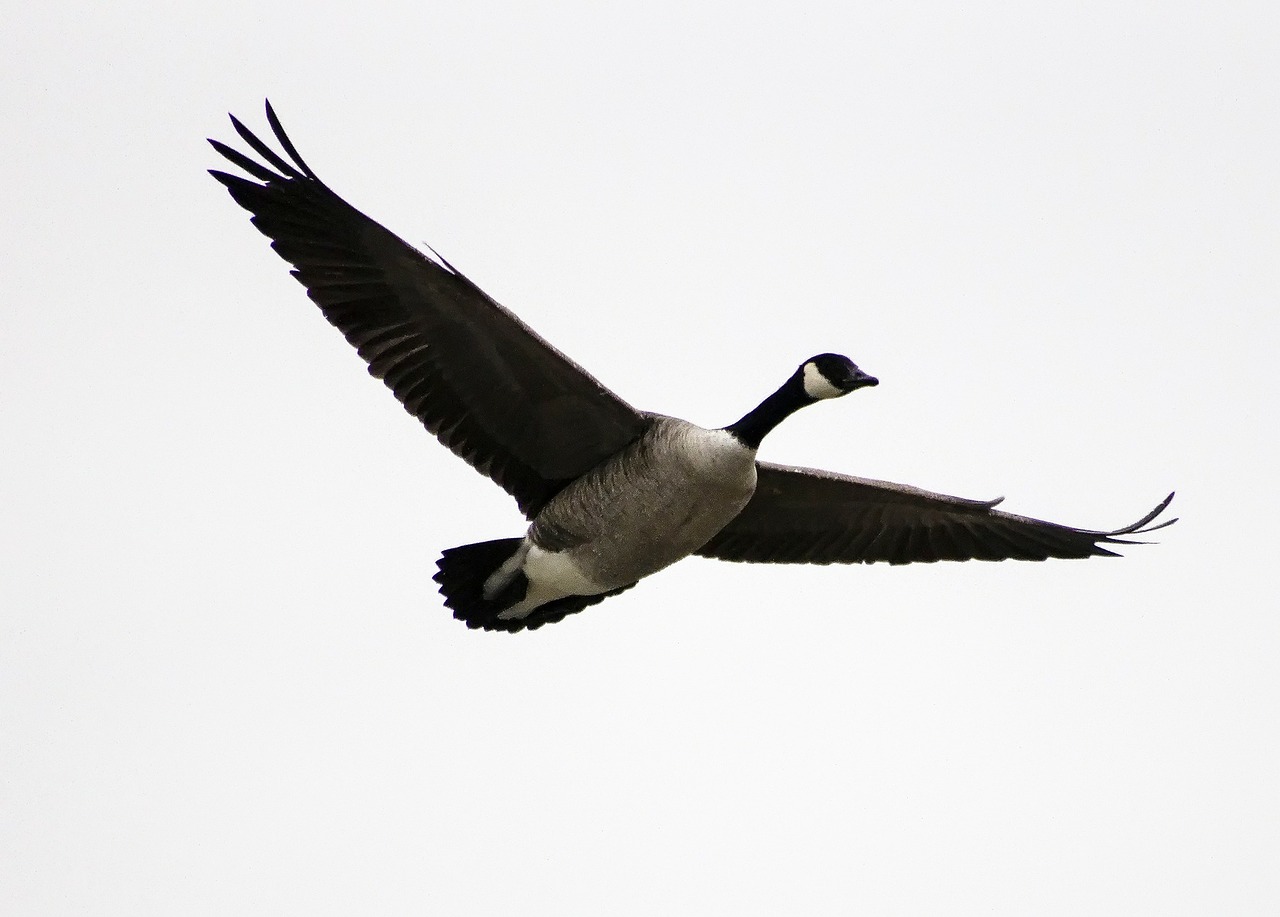 geese birds birds flying free photo