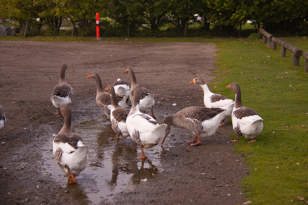 geese pond farm free photo