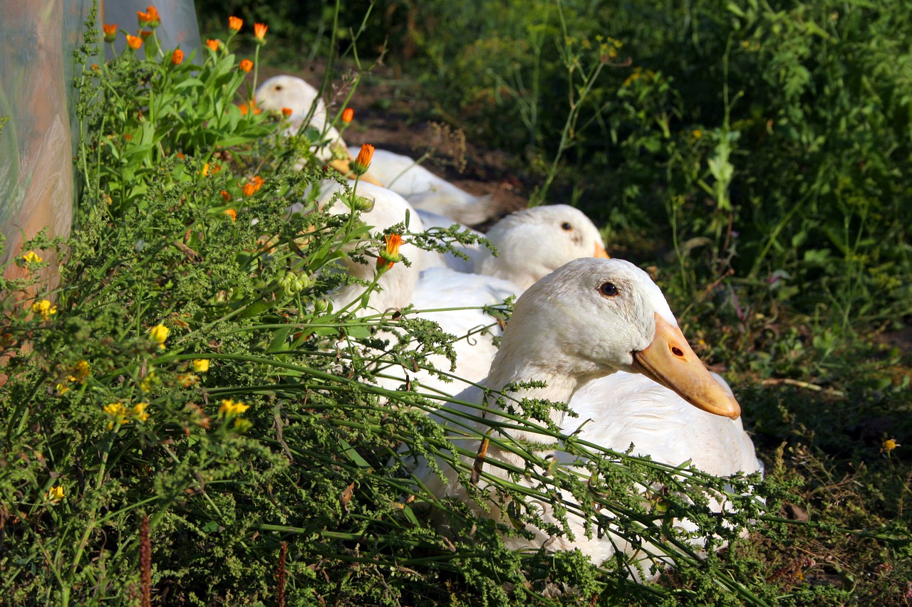 geese summer nature free photo