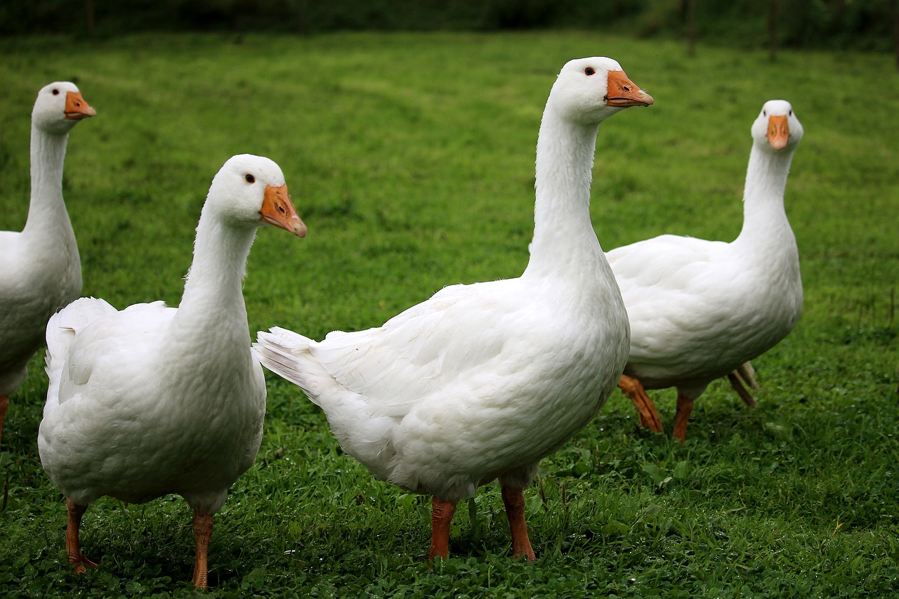 geese white poultry free photo
