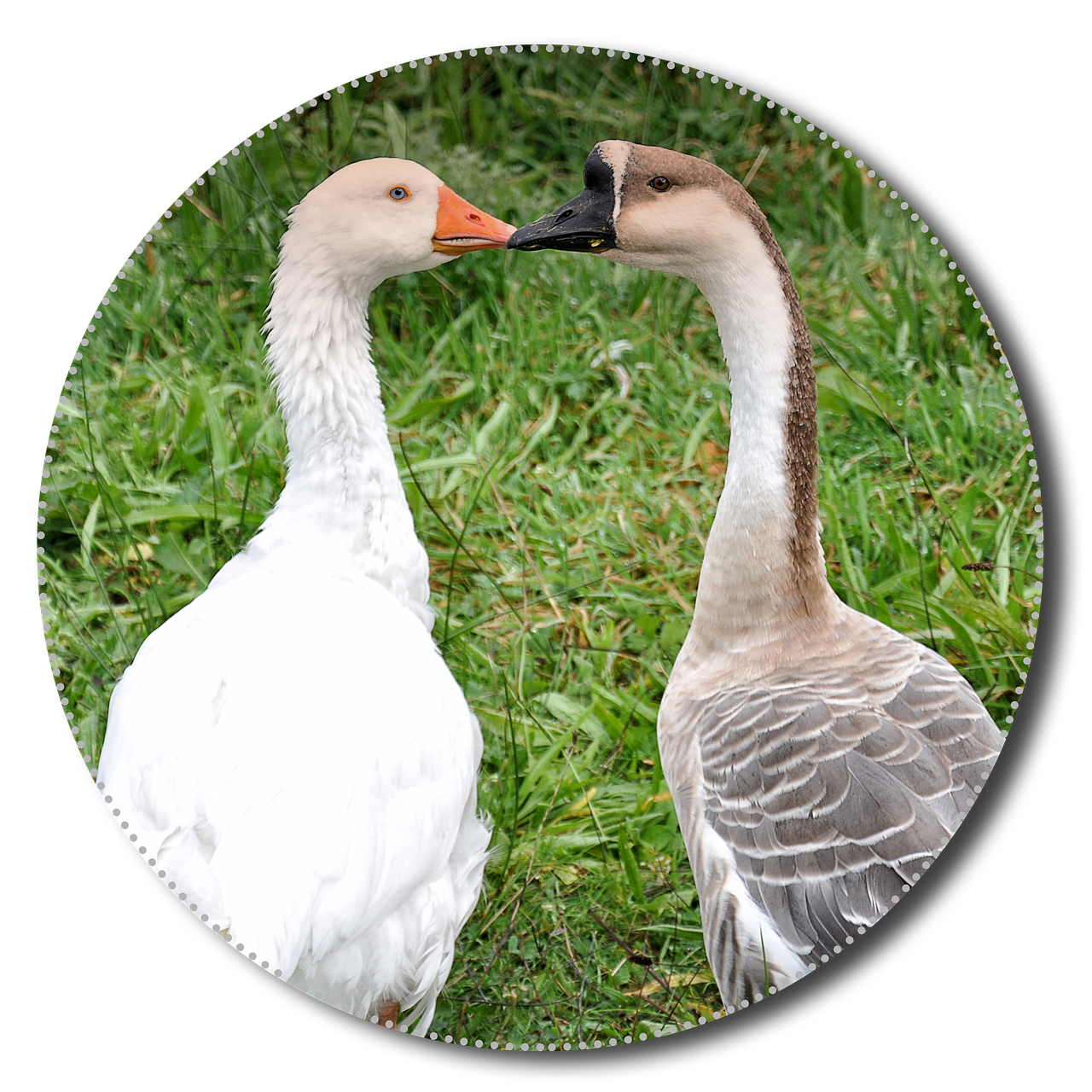 geese animals poultry free photo