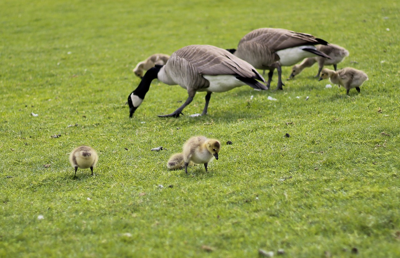 geese goslings field free photo