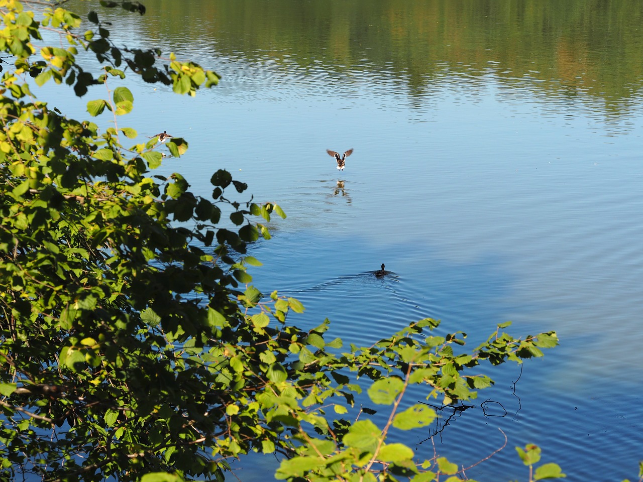 geese ducks animals free photo