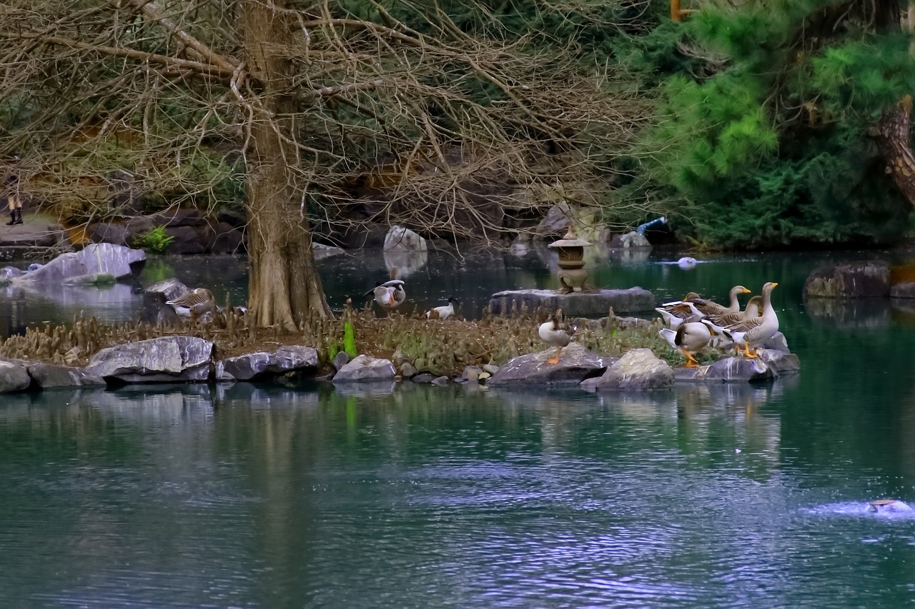 geese lake water free photo