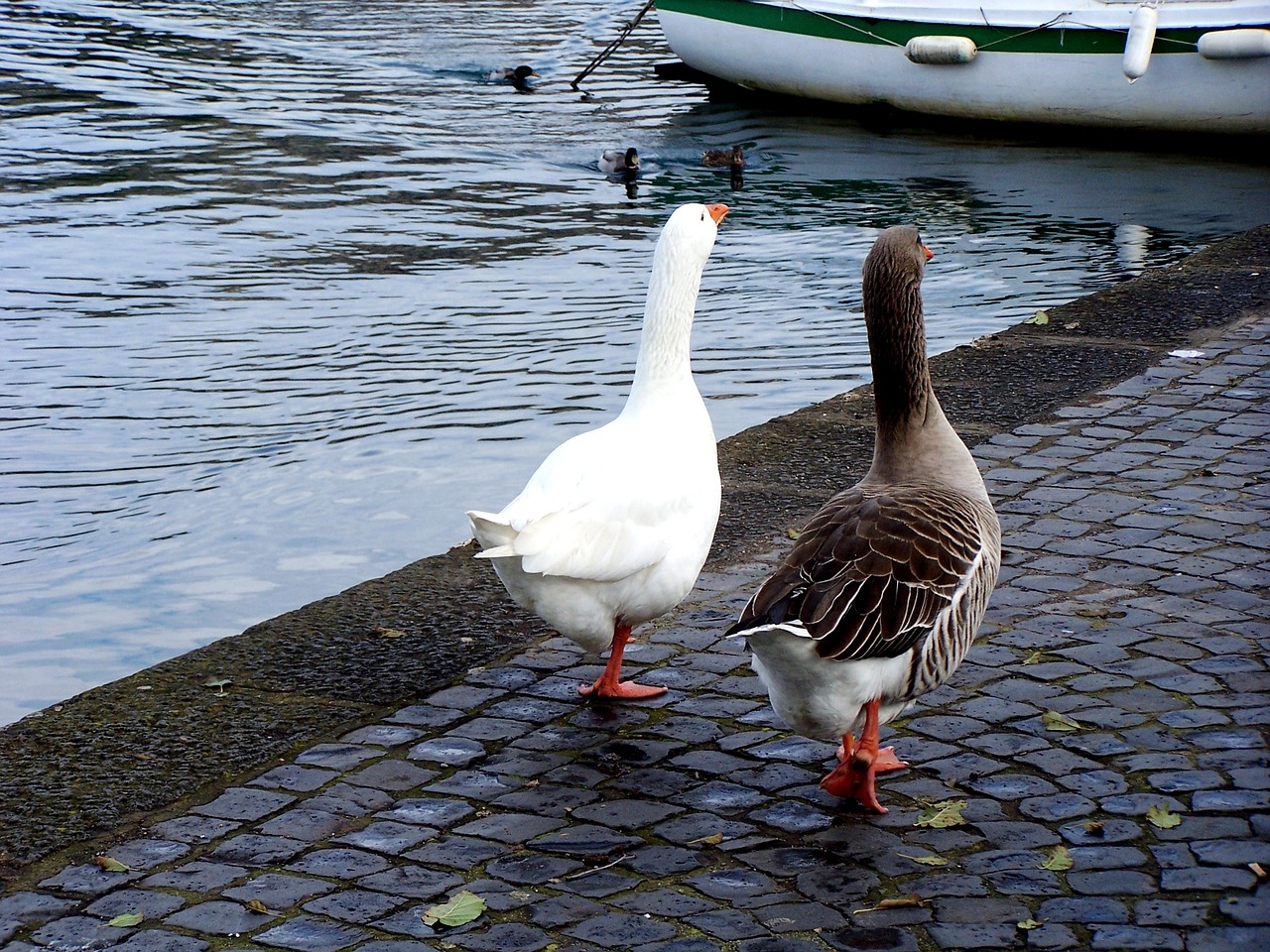 geese couples ferragosto free photo