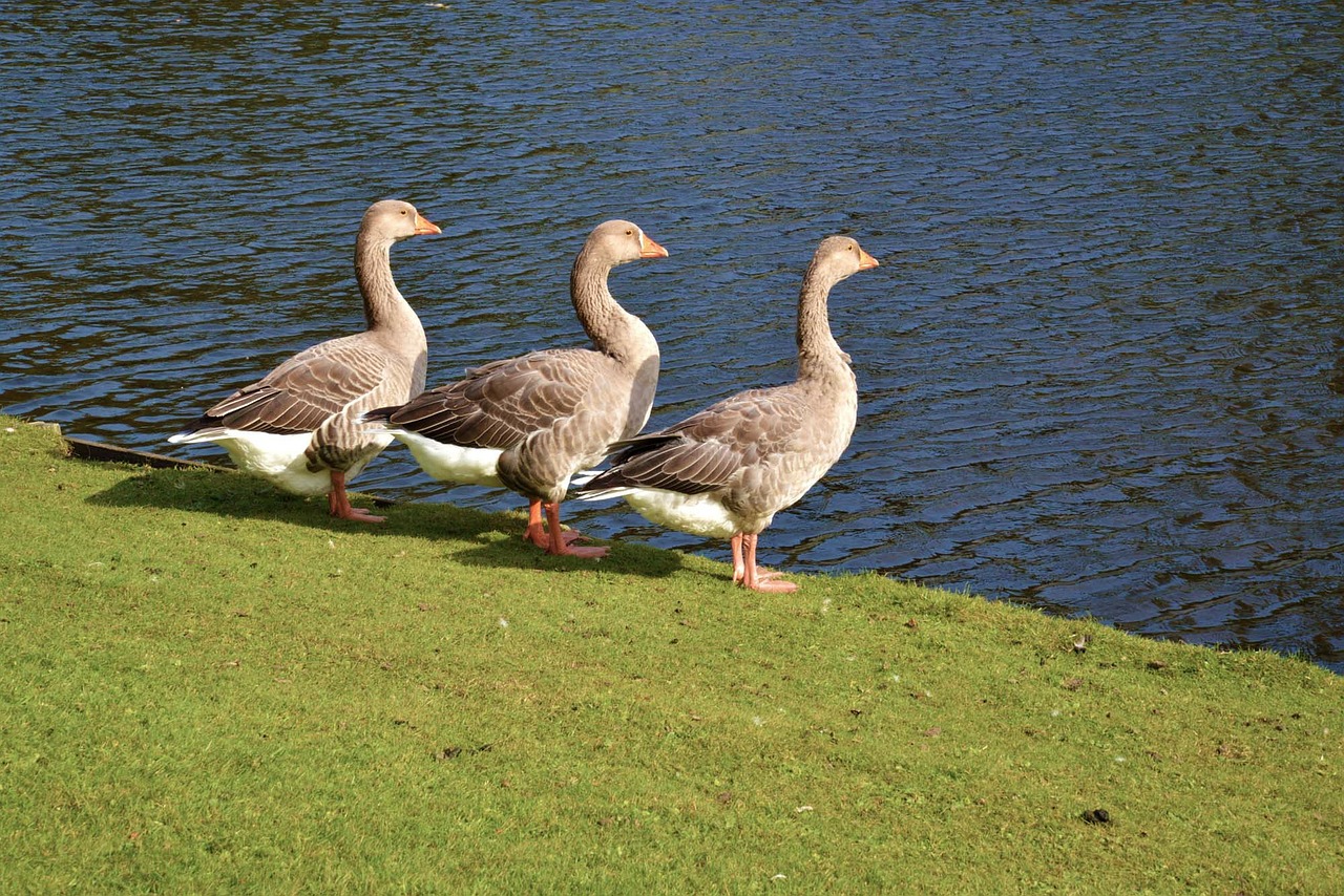 geese water pond free photo