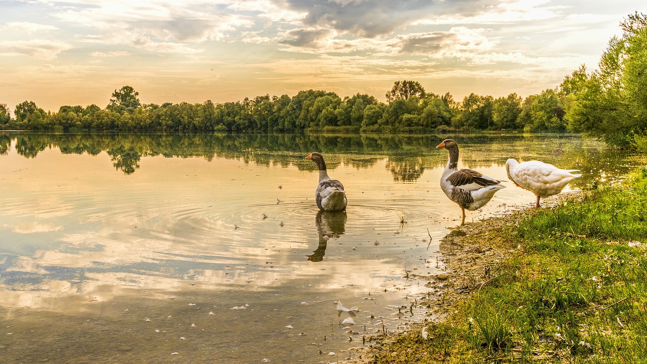 geese lake waterfowl free photo