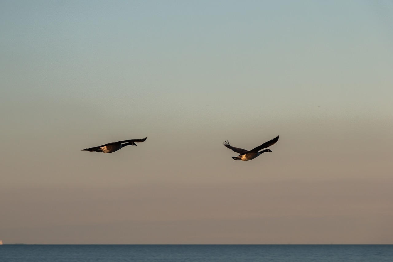 geese wave baltic sea free photo